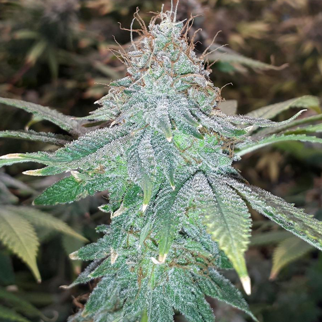 Original Sensible Seeds Pink Gorilla Image 3